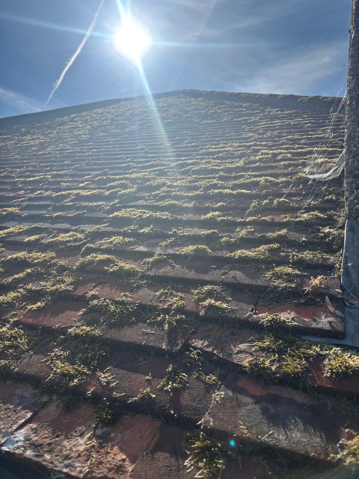 Moss-covered tiled roof before cleaning by Noble Exterior Cleaning